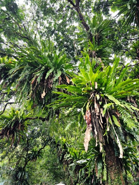 2026年臺北大縱走第七段：世界山莊至飛龍步道政大後山3032033