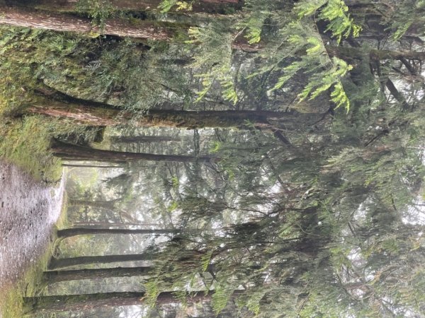 太平山山毛櫸步道～～雨天迷霧1517056