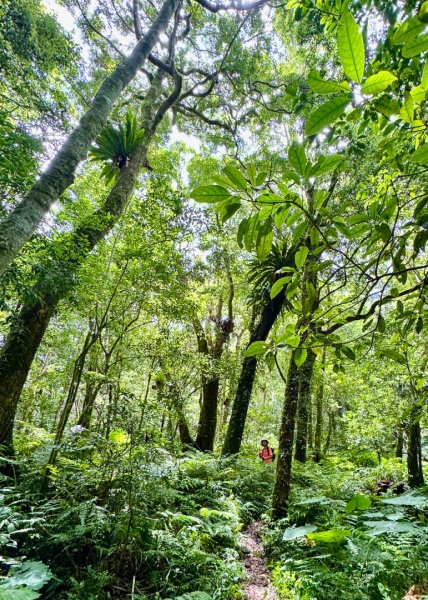 八五山古道賞九穹奇樹 尋鳥嘴下山（煤源山）2803329