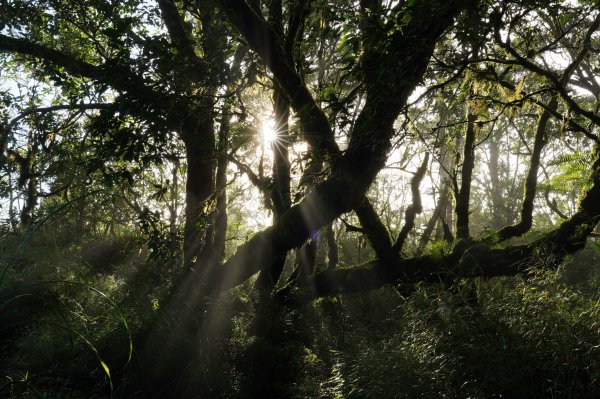宜蘭 大同 望洋山、翠峰湖步道、山毛櫸步道2880730