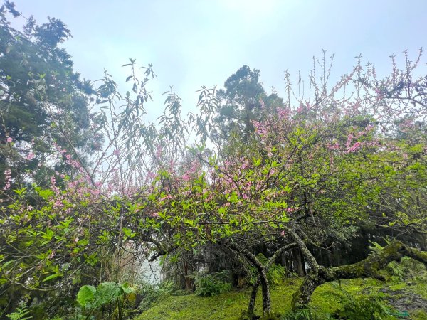 瓦拉米古道-年輕人爬山趣2757953