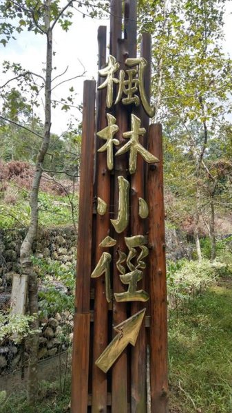 台中東勢林場森林浴步道