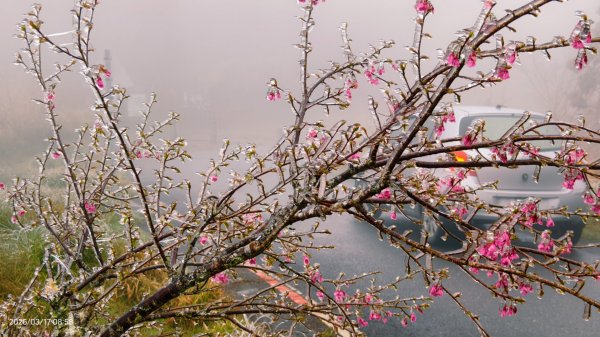 #望洋山 #太平山觀雲步道 #霧淞 #雲海 #帝雉 3/172737657