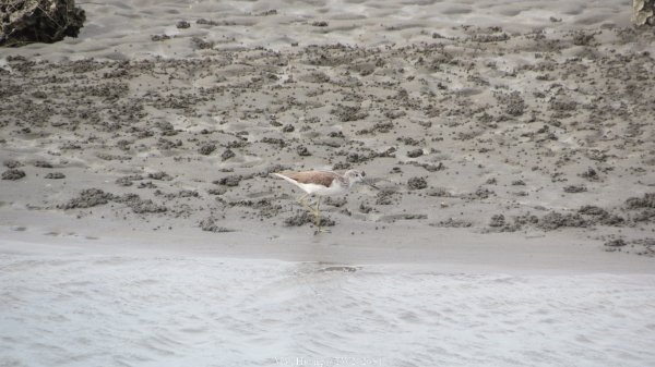 《彰化》海空夕照｜王功燈塔及芳苑海空步道健行賞冬候鳥202601102980277