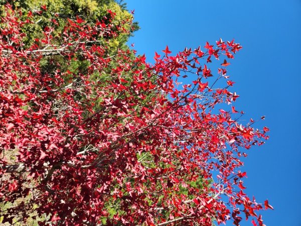 【中級山】馬武霸山，實至名歸的百岳觀景台2937747