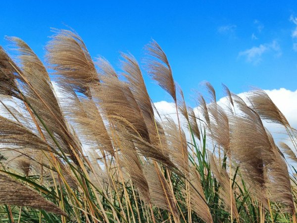 三義三通嶺-銅鑼杭菊（古道巡禮類環島小探險近25K）2957957