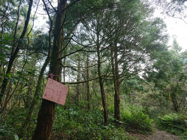 水田林道上貴妃山-鞍部石猴-那結山O型走1307489