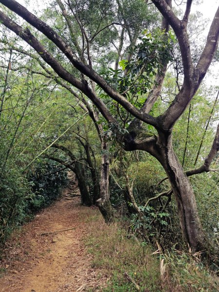 2026年臺北大縱走第六段：中華科技大學至捷運麟光站3026044