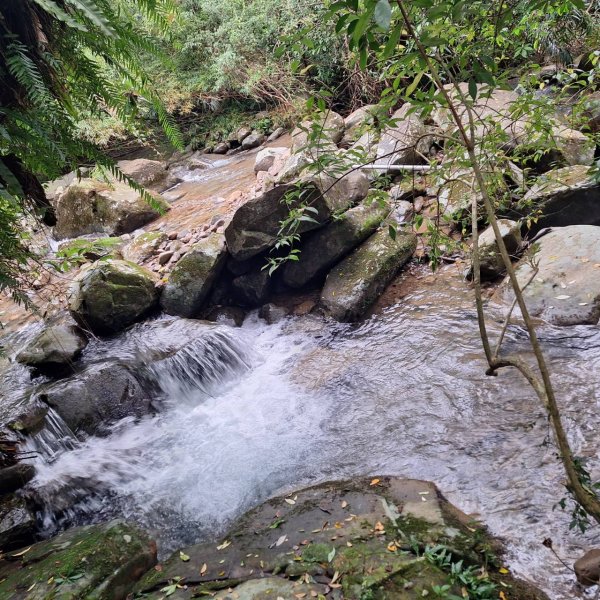 【2025草嶺古道芒花季】完成!2929468