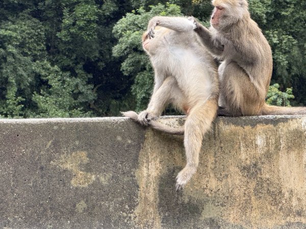 登仙橋賞猴2704789