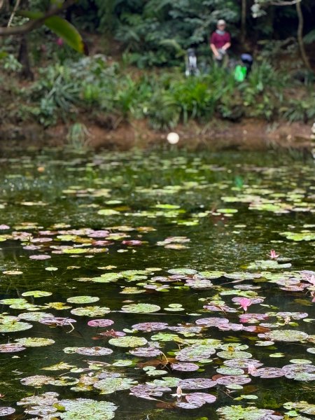 小百岳土庫岳路線上的秘境 山豬湖3029645