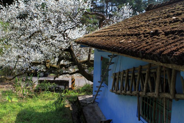 【南投~信義 】牛稠坑賞梅1254948