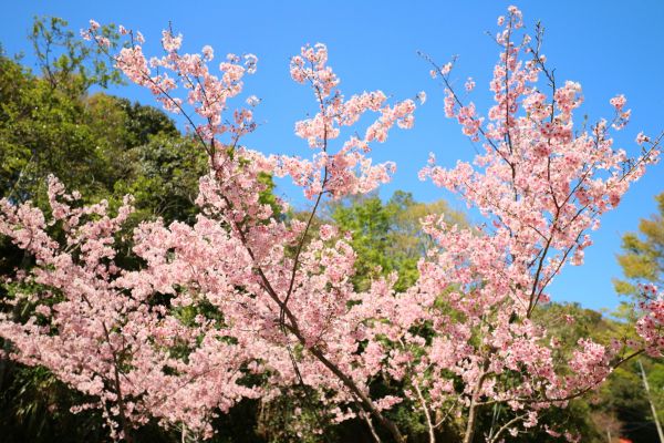 拉拉山的櫻花286591