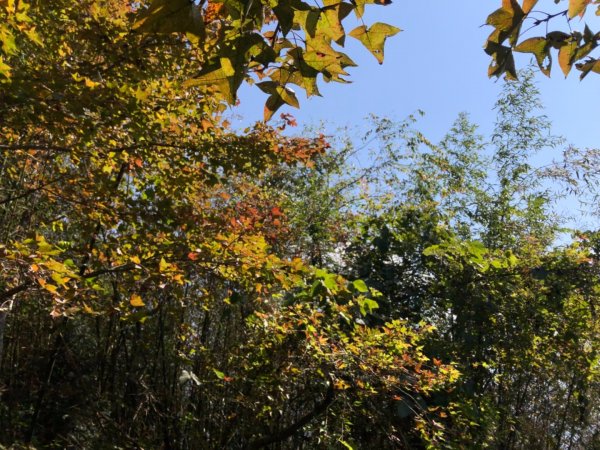 嘉義縣番路鄉二延平山1965539