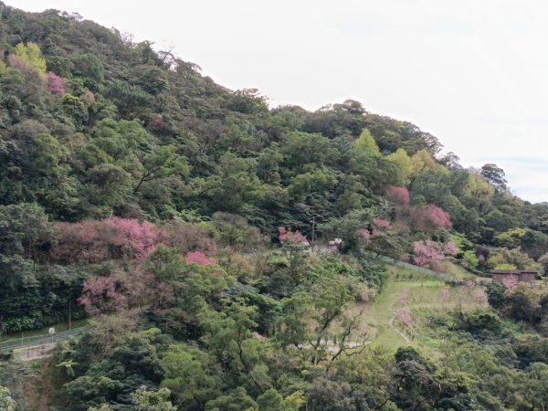 汐止區大尖山櫻花+秀峰瀑布O型3009414