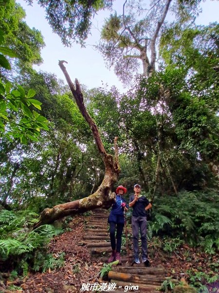 【苗栗。大湖】喜見雲海。 小百岳集起來。 編號37小百岳馬那邦山1509676