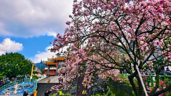 #綠繡眼 訪花 #吉野櫻 #天元宮 #楓樹湖 03162736683