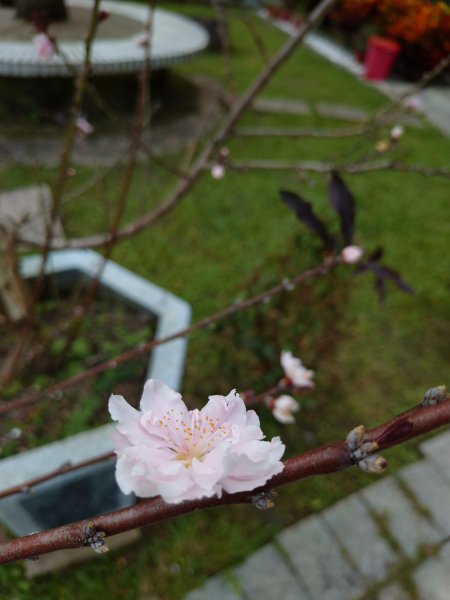 朝聖抹茶山2949485