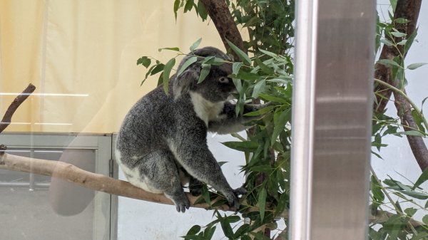 木柵動物園2322104