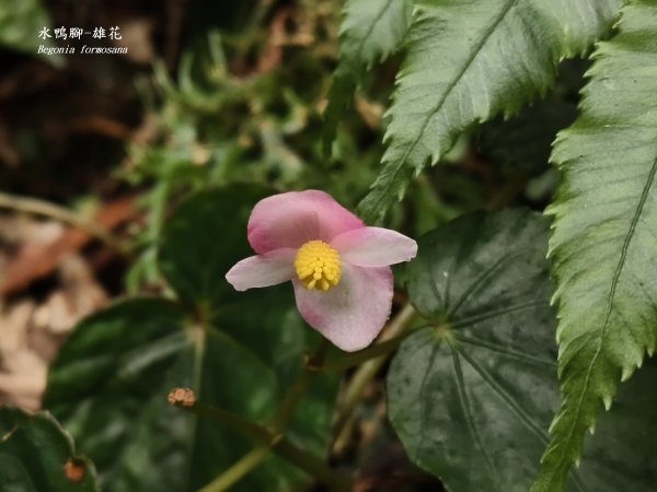 [百山百鳥尋旅-11/15] 2025_0927 大屯主峰-連峰步道_二子坪步道2899546