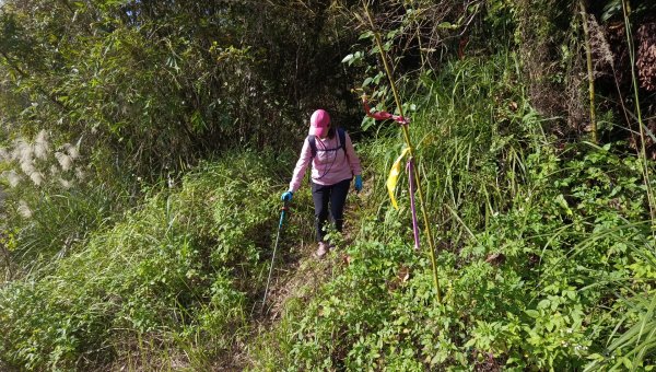 (姨婆趴趴走)第四十六集:新竹關西赤柯山及南峰、東西獅頭山、馬福山環狀縱走2685811
