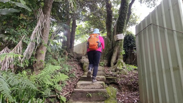 (姨婆趴趴走)第五十集:新北樹林大同山、青龍嶺、大棟山諸峰連走2751576
