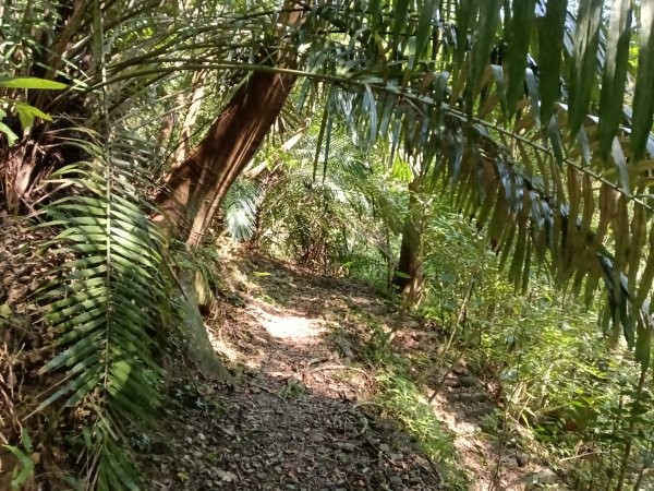 坪林區楣子寮尖+土地公遺址+火燒寮古道+枋山坑古道+枋山坑崙O型2985698