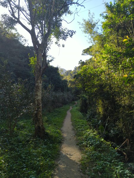 2025.11.15－鳴鳳古道2942985