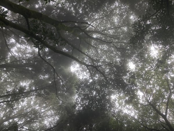 檜山巨木群森林步道2316123