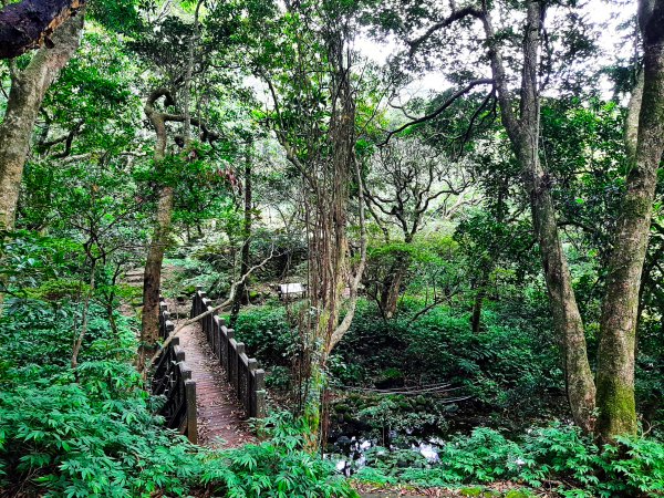 大屯山系｜面天古道(二子坪進、清天宮出)1724894