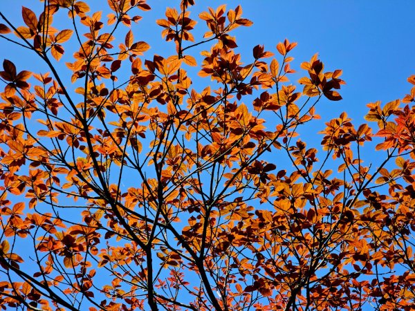 2026年臺北大縱走第二段：二子坪至小油坑3029484