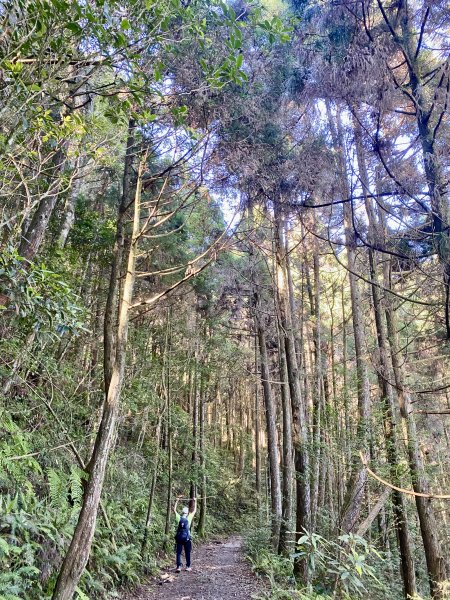 橫嶺山步道泡茶趣    2024/7/42547134