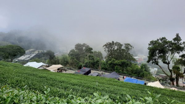 《嘉義》雲霧茶園｜雲嘉三加一連峰O繞202406082520285