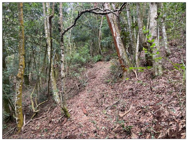 南東眼山 新基石 (南投、仁愛)2844773