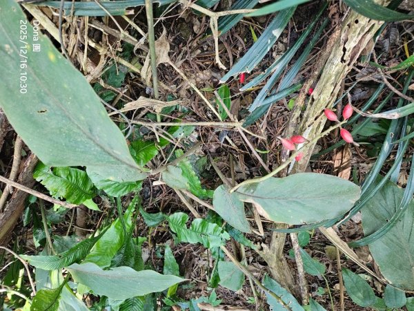 20251216太平山石門山小粗坑山O型+蕃薯藤TINA廚房2972577