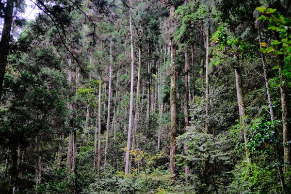 【高雄-小百岳】藤枝山771108