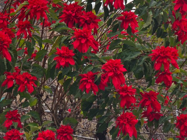 鳶嘴稍來山之楓紅／雲海2974089