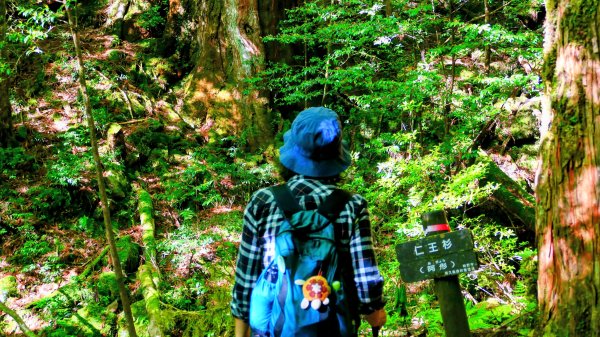 南九州－屋久島繩文杉步道3063489