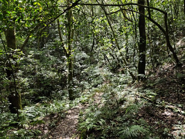 2025_0601 赫威山2802304