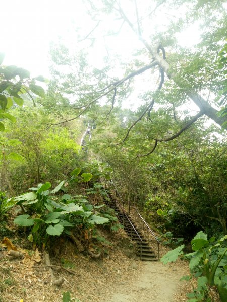 龍過脈步道+小百岳橫山1867006