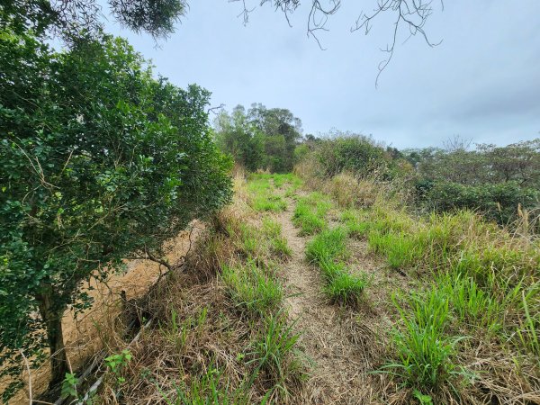 20260301濫坑山與鹿廚坑山3027256