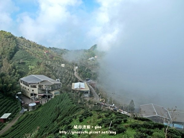 南投鹿谷~聽風~雲起~大崙山觀光茶園步道965002