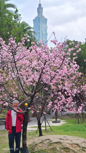 #虎山  #101大樓  #國父紀念館 #河津櫻 #中正紀念堂 2/193002697