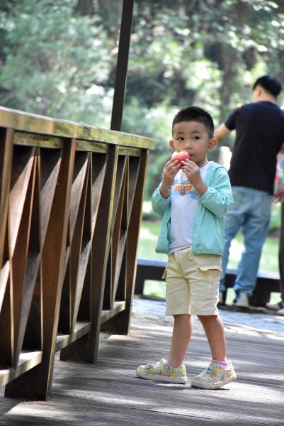 20251011追公車搭公車阿里山漫遊2910919