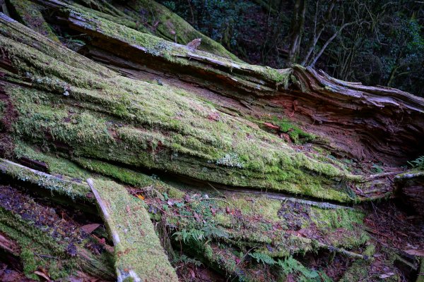 【輕忽】【大安溪神木】2695045