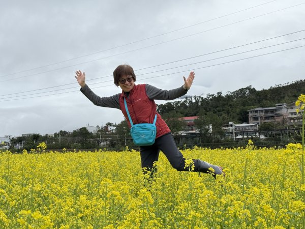 富里油菜花2704816