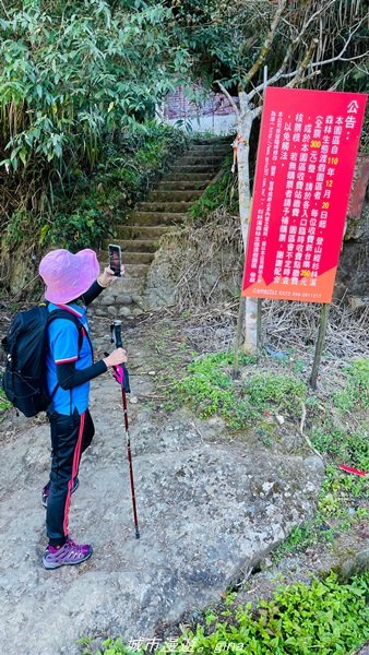 【南投。竹山】茶園竹林巨木櫻花景緻很美(四連峰)。 小百岳集起來。 編號54小百岳金柑樹山1624813