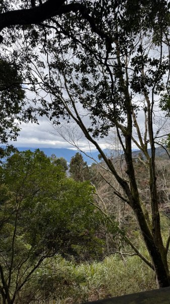 1150301溪頭天文台步道3008348