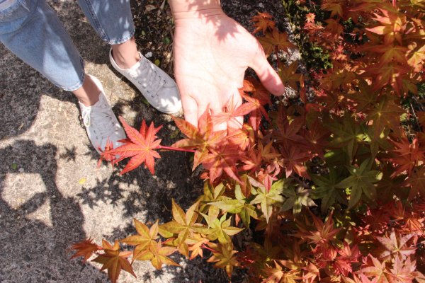 【紅葉情報】花團錦”槭”!士林菁山社區楓紅美景限定登場