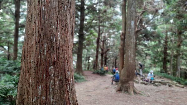 《台中》避暑兼消暑｜香杉林長壽山O繞林道202207191768352